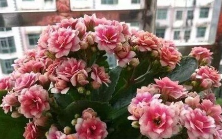 养长寿花，就得用“它”，盆里埋一个，一年不施肥也爆满盆！