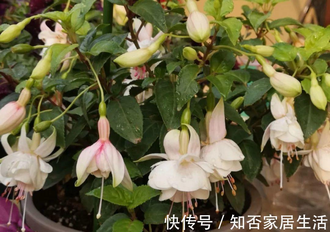 花苞|天热了，20种花最怕浇水，浇得越多，死得越快！