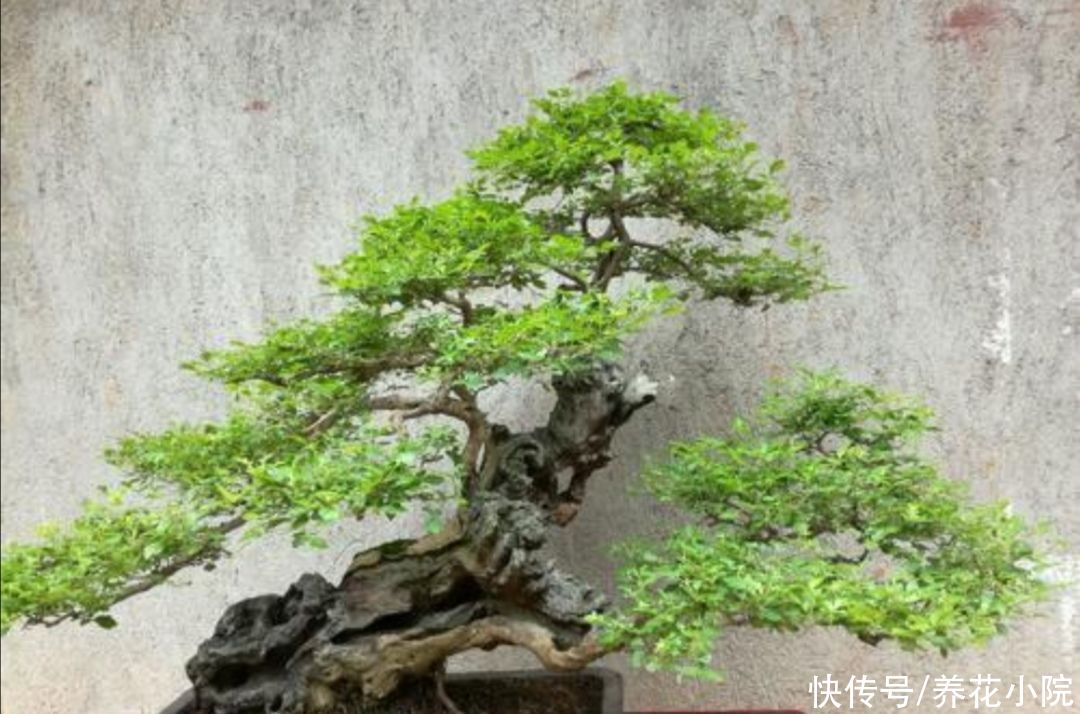 漂亮|盆景不用买，5种常见的树，做成盆景漂亮又美观