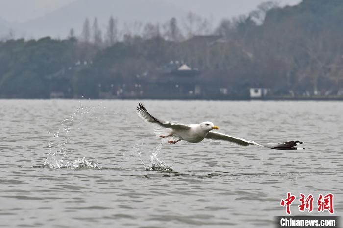 银鸥|浙江西湖四大冬候鸟将返程 普通秋沙鸭预计2月底离杭