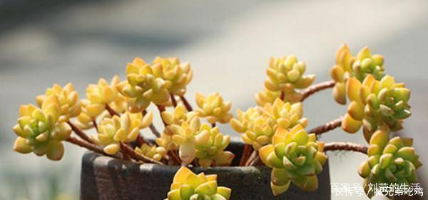 叶子|黄色系多肉,长出状态美极了,谁见了都夸美,值得拥有