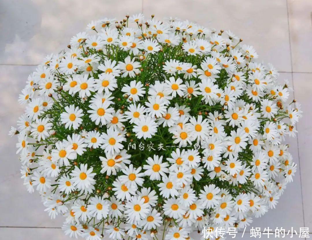 玛格丽特特容易爆盆,开花多得看不见叶,能开9个月