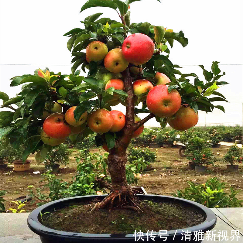 营养均衡|高手养花,把苹果树做“盆景”,造型优美、年年挂着“红苹果”