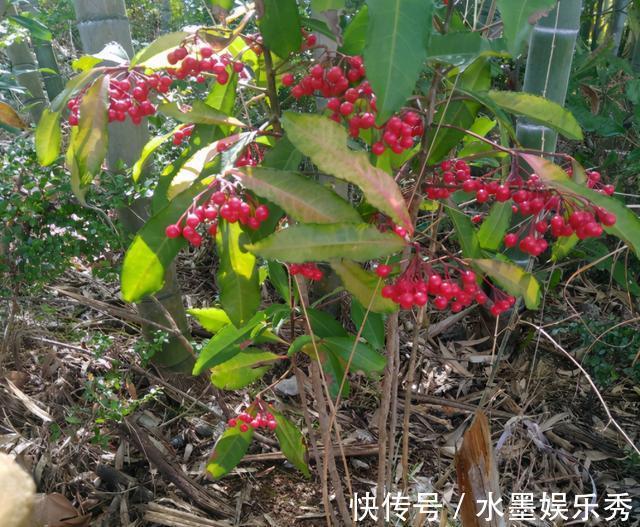 珍惜|春意浓去野外，碰见2种植物要珍惜，带回家当盆栽正合适