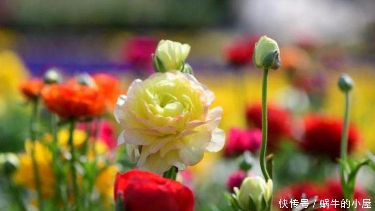 月季|此款花卉便宜又好养,花色艳丽,花瓣层层叠叠,一养就上瘾!