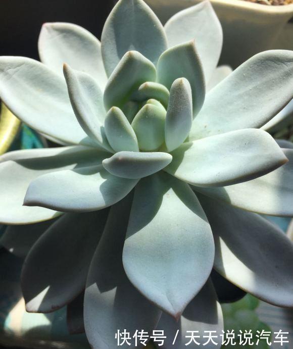 多肉徒长很好解决,照这几种方式来,状态差一点,至少不徒长