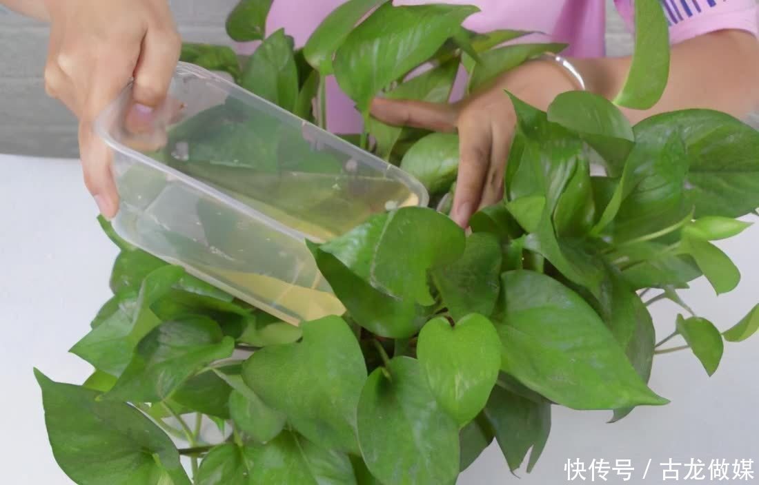 根系|养花要谨记,5种情况下,不能乱施肥,浇一盆枯萎一盆