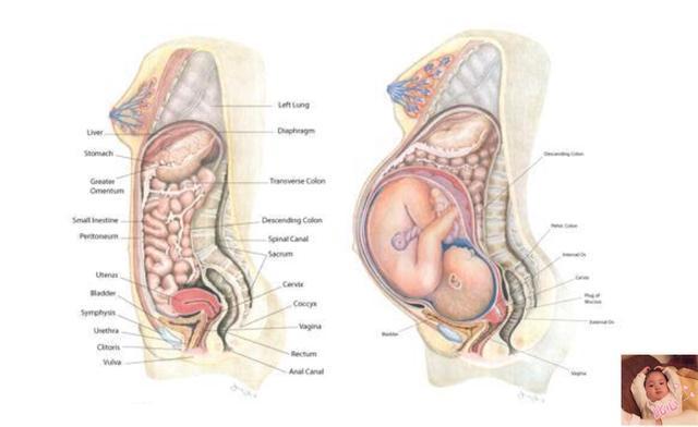宝妈|准妈妈的“肚量”有多大怀孕后内脏被挤成这样，每阶段都是折磨