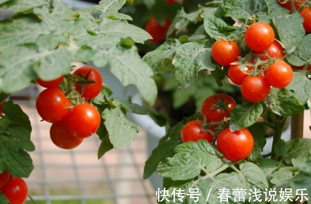 想在阳台盆栽西红柿,这些“窍门”要知道,自己种的口感更好