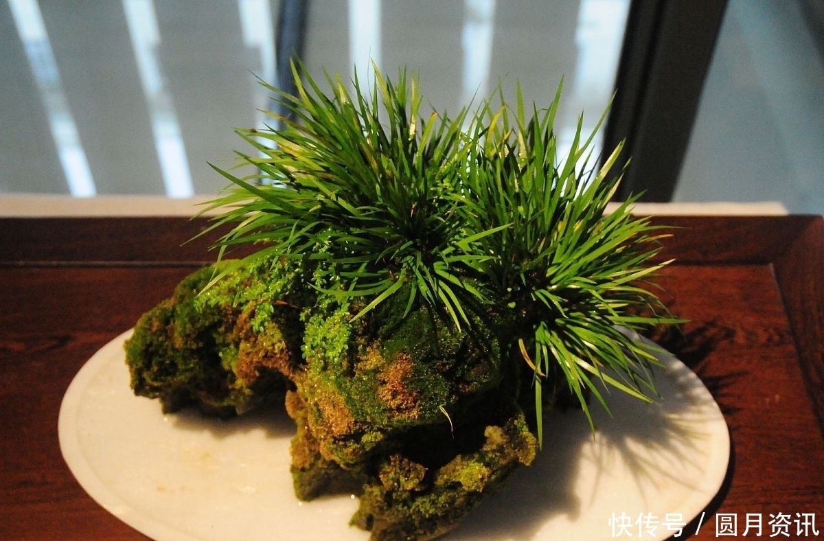 曾是河边的杂草，如今成了高档盆景，这种植物你应该见过