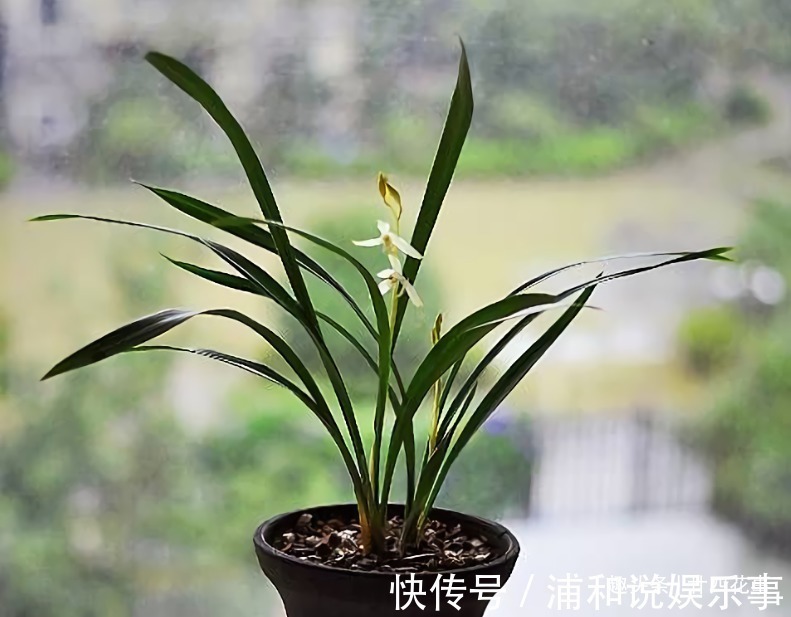 根系|网购兰花服盆难,关键在于上盆前,简单4步服盆快,不僵苗发芽多