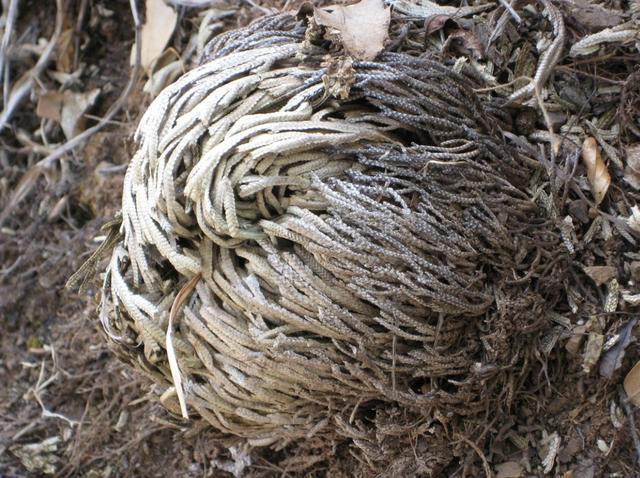 石缝里看到“它”,别去踩,挖2棵种花盆上,1年成“盆景”,美!