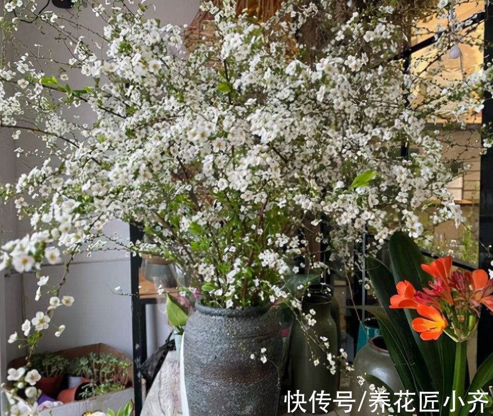 过年可以买4种“枯枝”，插到花瓶半个月，枯木逢春开满花