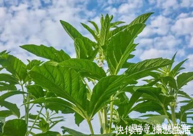 芝麻|很多人都只吃种子，实际叶子才是真宝贝，20一斤供不应求