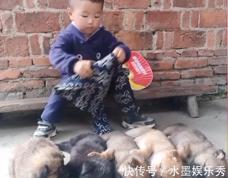 调皮|4岁萌娃哄狗宝宝睡觉,一口气哄睡5只,家长:轻松,家里安静多了