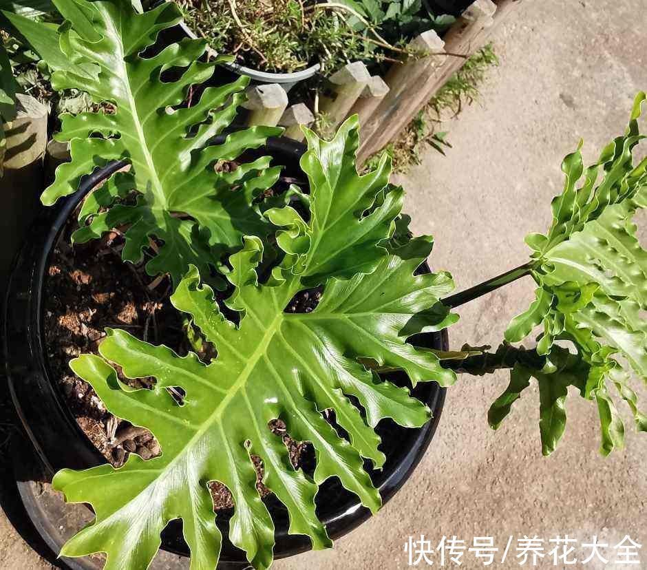 春羽|5种网红植物不能买，看着好看，养起来太费劲