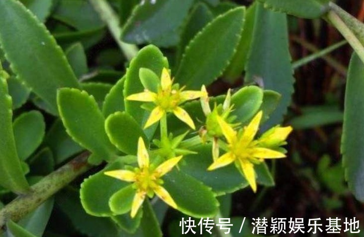 救心菜|农村一种野菜被称为救心菜，现在亩产2万斤，每亩年纯收入3万元