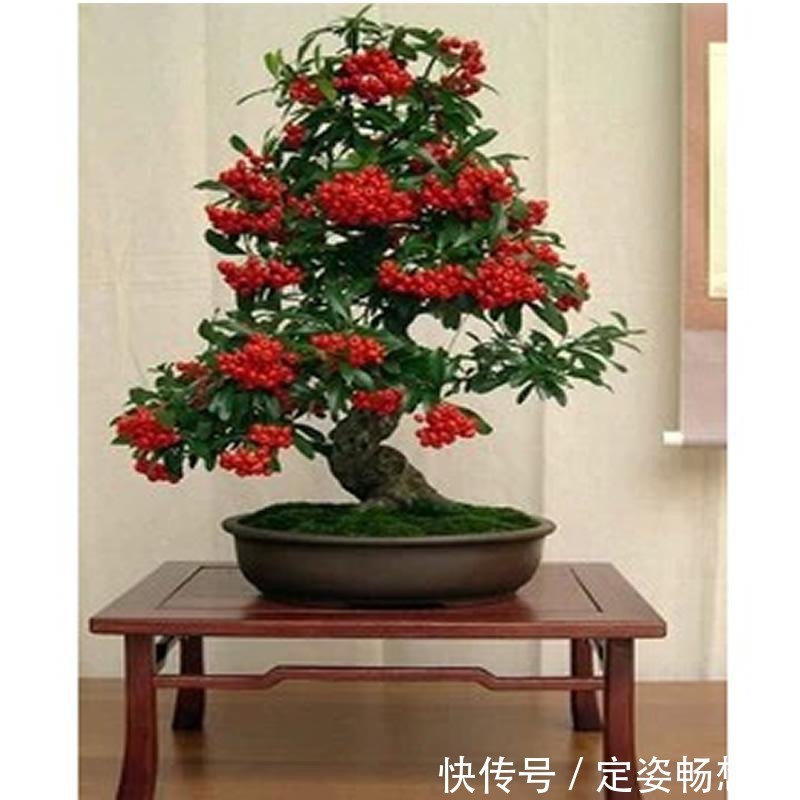 植物最好看的就是果实,家里种上一盆,不仅好看而且好吃!