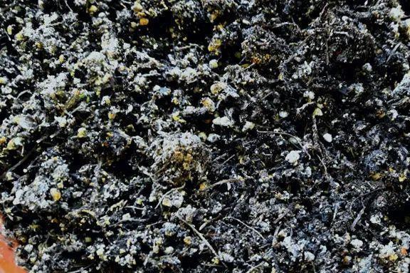 玉米棒子插盆里,7天冒出小森林,比绿萝吊兰好看