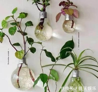 养花不用买花盆,这些生活中的废料用来养花,比花盆还好看