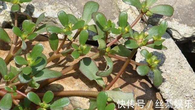 胰岛素|农村以下3种野菜个个身怀治病绝技,还能清热解毒,降血糖