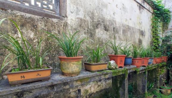 茉莉花|6种北方不适合养的花卉，技术不到位容易死，非高手就不要考虑了