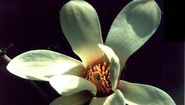 白芷|此物“专通鼻窍”,可解各种鼻窍病证,但唯有初春可采,切勿错过