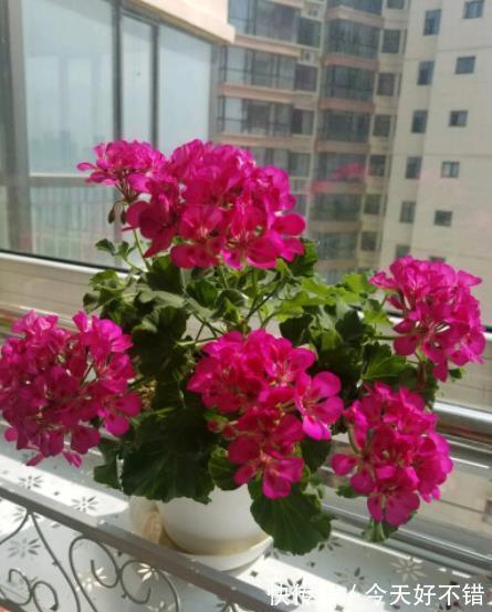 此款红花真喜庆,皮实好养爱开花,一开就是大半年,值得拥有