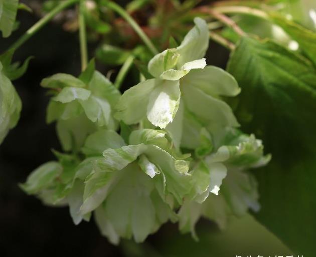 此花是世界一大“奇”,被誉为“花界奇花”,三奇之花