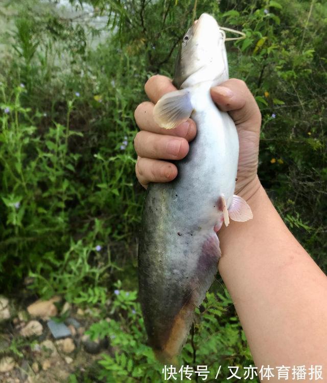 西江80斤鲶鱼王被人钓起!几乎与人等高,网友:应该放生