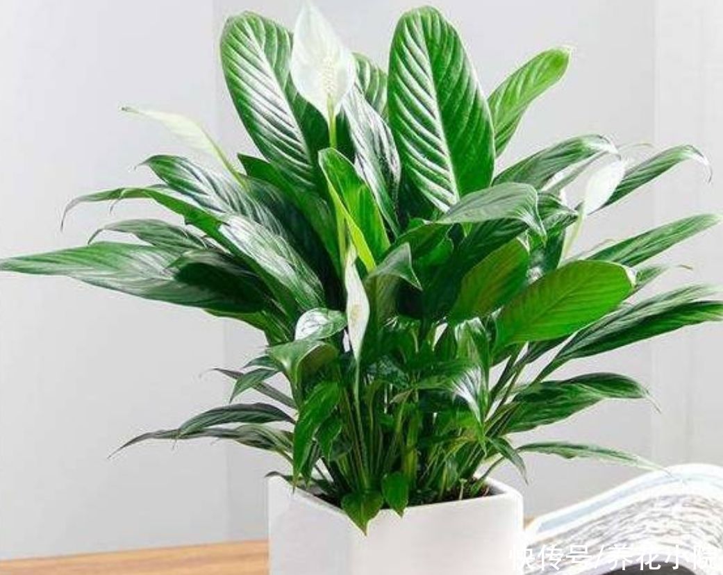 花卉|夏天6种花很怕晒，早做好遮阳，防止植株被晒伤