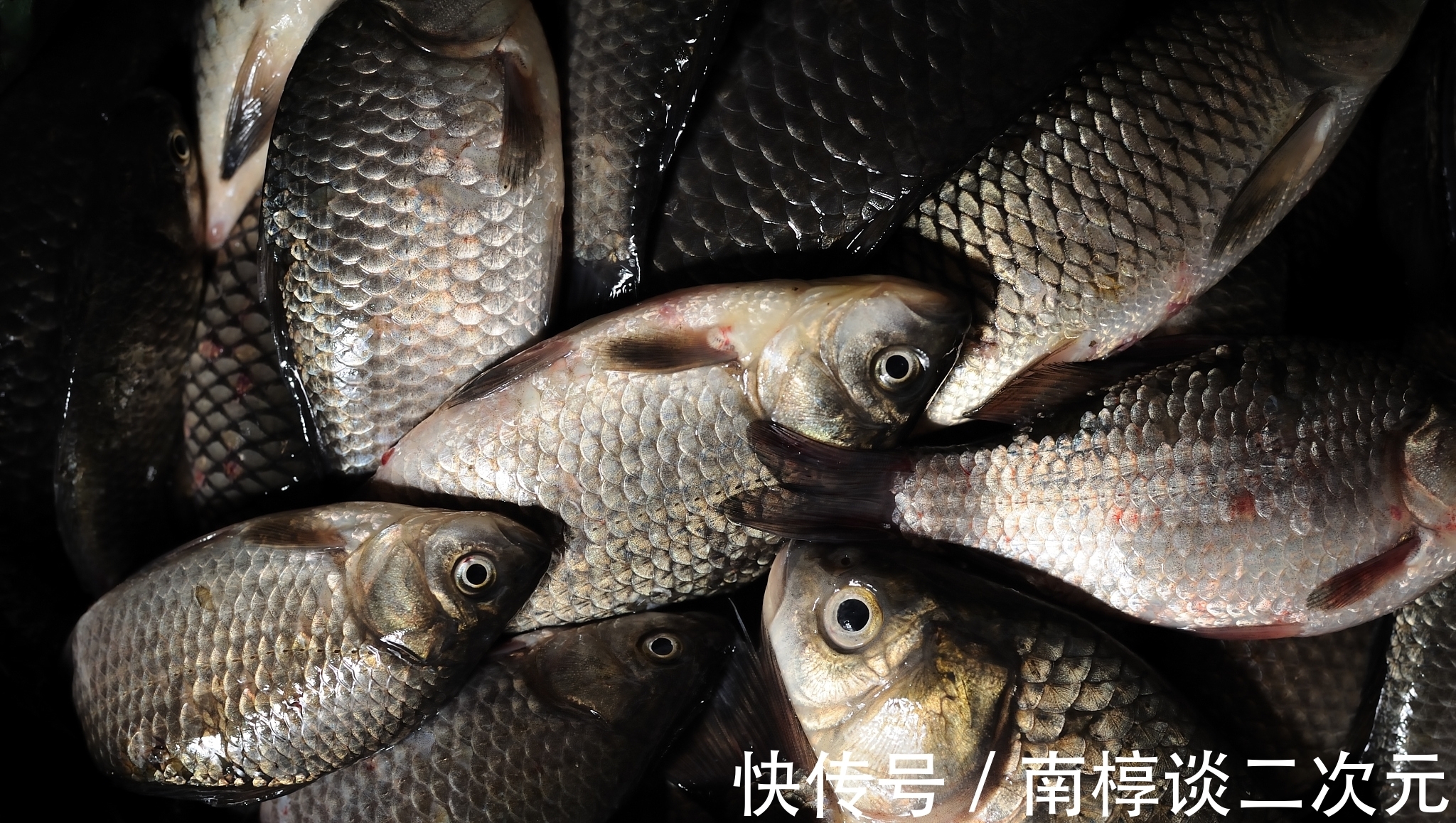 资深钓友三十年压箱底干货:深秋初冬野钓大板鲫,四大绝招炼爆护