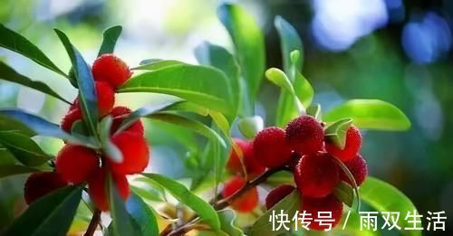 杨梅杨梅|人到中年想长寿，不妨坚持吃3种食物，美容养颜、滋补身体！