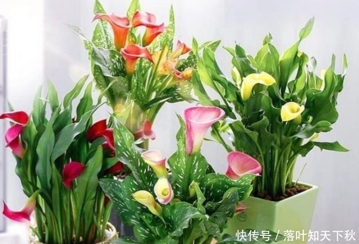 养花试试此4种花,花香四溢飘满屋,清新优雅美爆了