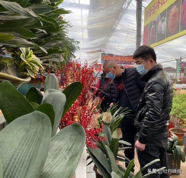 百花争艳迎春来，年宵花俏销