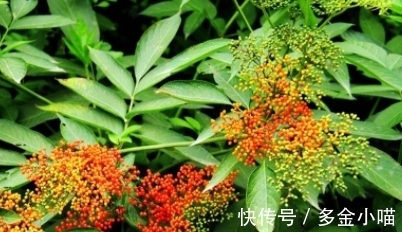 香椿叶|它的叶子长得似香椿叶，开白色小花，遇见挖回家