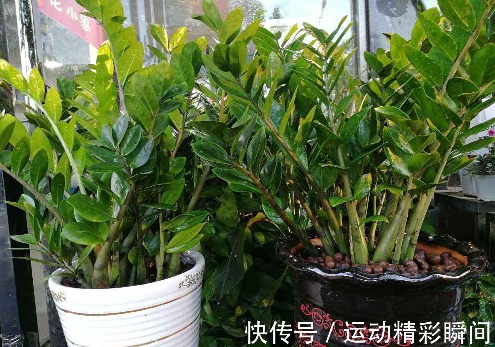 家里摆一盆金钱树,招财进宝寓意好,长得壮福气旺