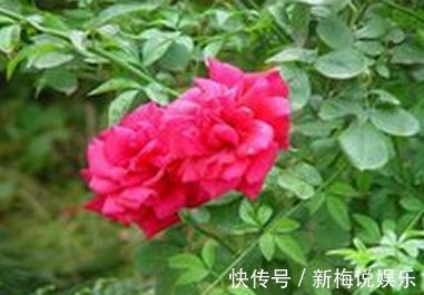 吊兰|这10种盆栽好看又好养，净化空气，但多数家庭都养了最后一种