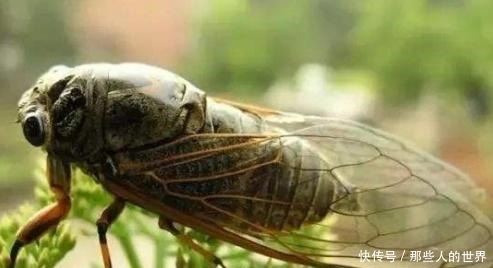 办法|古代没有卫生纸,各国用什么办法清理法国的受不了,日本最奇葩