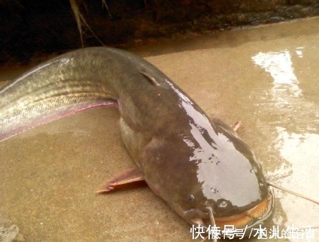 盘点几种夏天野钓的天然重窝,切记准备要大钩粗线