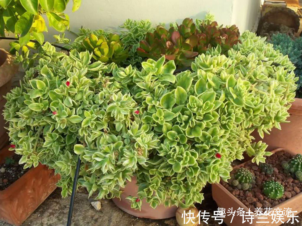 多肉植物|叶子娇嫩诱人的牡丹吊兰，以前被当野菜炒，转身变家里宝贝的盆栽