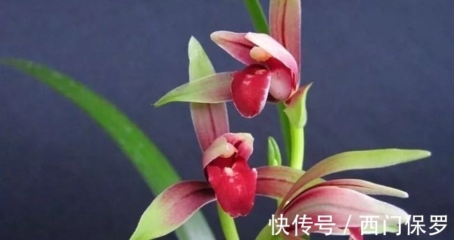 魂兰花|曾千金一苗的建兰红素,花姿优雅,兰香四溢,花开后仙气十足