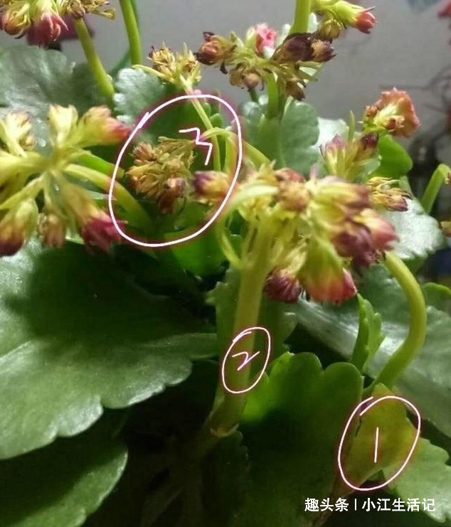 养长寿花,牢记“4要点”,叶子翠绿花期长,开花开“爆盆”