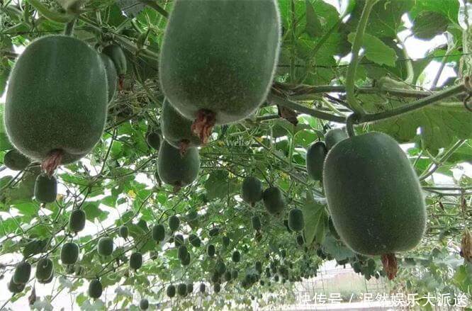 长寿|想长寿得会吃,三种蔬菜每天吃点,益气健脾、排毒抗衰