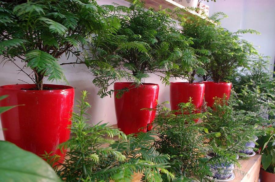 3种“天价树”太贵,教你折1根枝就养活,“傻瓜”才花钱买呢!