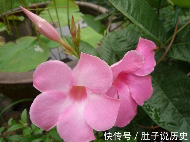 复合肥|天气越热,这些“开花劳模”表现越好,建议别停肥,否则花量减半