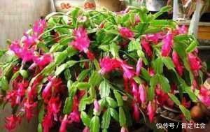 施肥|夏天养“蟹爪兰”4秘诀,叶片肥厚蹭蹭长,到了秋季就开花,管用
