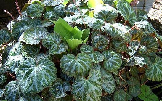 野生植物|这一种长在岩缝的野草,人称“金线吊芙蓉”,能祛风还可以治风疹
