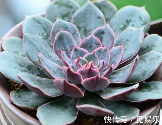 几种适合养在盆栽的多肉植物,好看又好玩,浇水就能爆盆