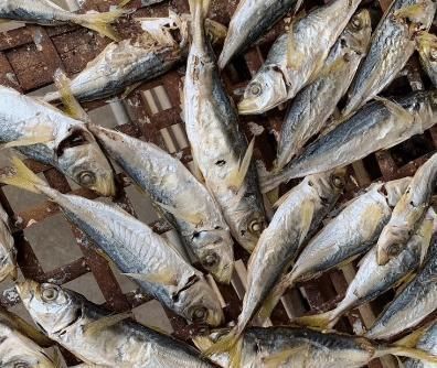 巴浪鱼巴浪鱼|这几种海鲜正肥美,便宜又营养,一次买20斤晒干,冬天做菜特香